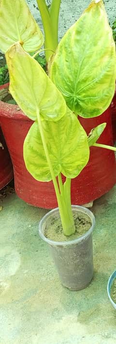 Plant