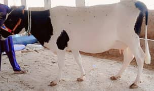 25 kg Record/Holistian Frizan/Jearsy/Imported/Gaban/Cow/gaee/گائے
