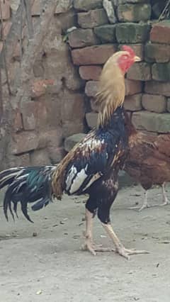 Aseel Murga