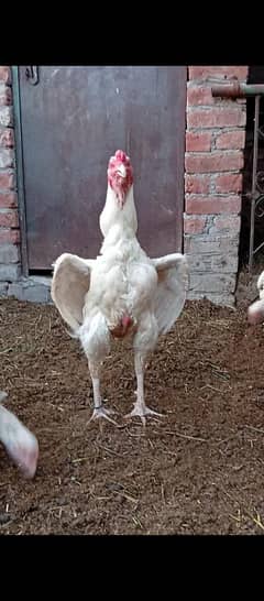 PEPPER WHITE HEERA NOK NALI WHITE EYES CHICKS AVAILABLE 03706073028