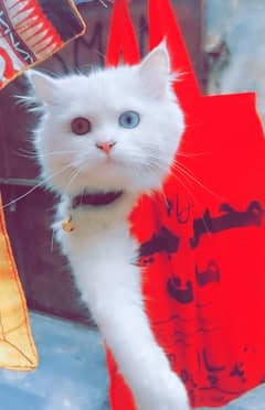 Persian cat for sale