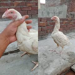 Heera aseel