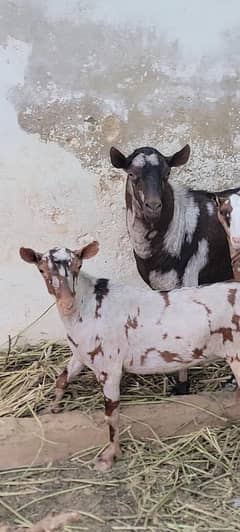 nigerian and salalah breeder