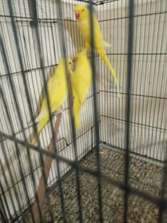 yellow chicks healthy flying everything perfect. growth on mother feed