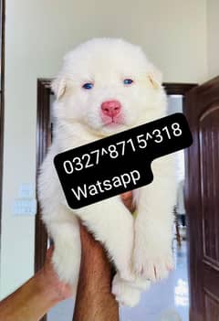 Siberian husky puppies for sale