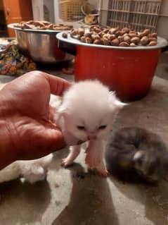 cat for sale