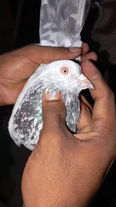 bohat