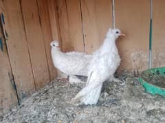 chicks