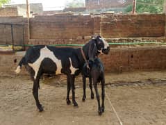 BAKRI WITH BACHA FOR SALE