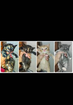 PERSIAN KITTENS AVAILABLE  03047390048
