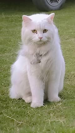 White Bila