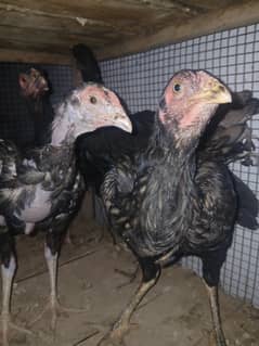 aseel Patti 3 female Ek mail pata black Mushkil. 03289151151.