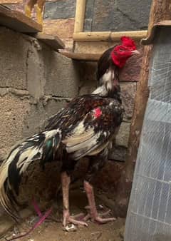 ASEEL MURGA ASEEL MADI CHEENA MADI PHALIYA MADI