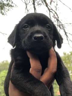 male Labrador puppy