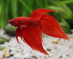 Fish bowl and beta fish and aquatic plants