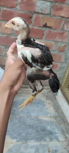 Aseel shamoo chicks healthy and active