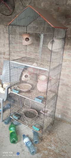 Parrot