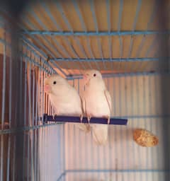albino and parblue