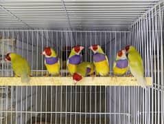 Finch lutino Gouldian
