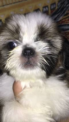 Shih