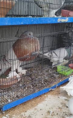 chakard prom peamorian gubbara fancy pigeon