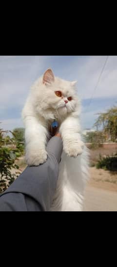 persian