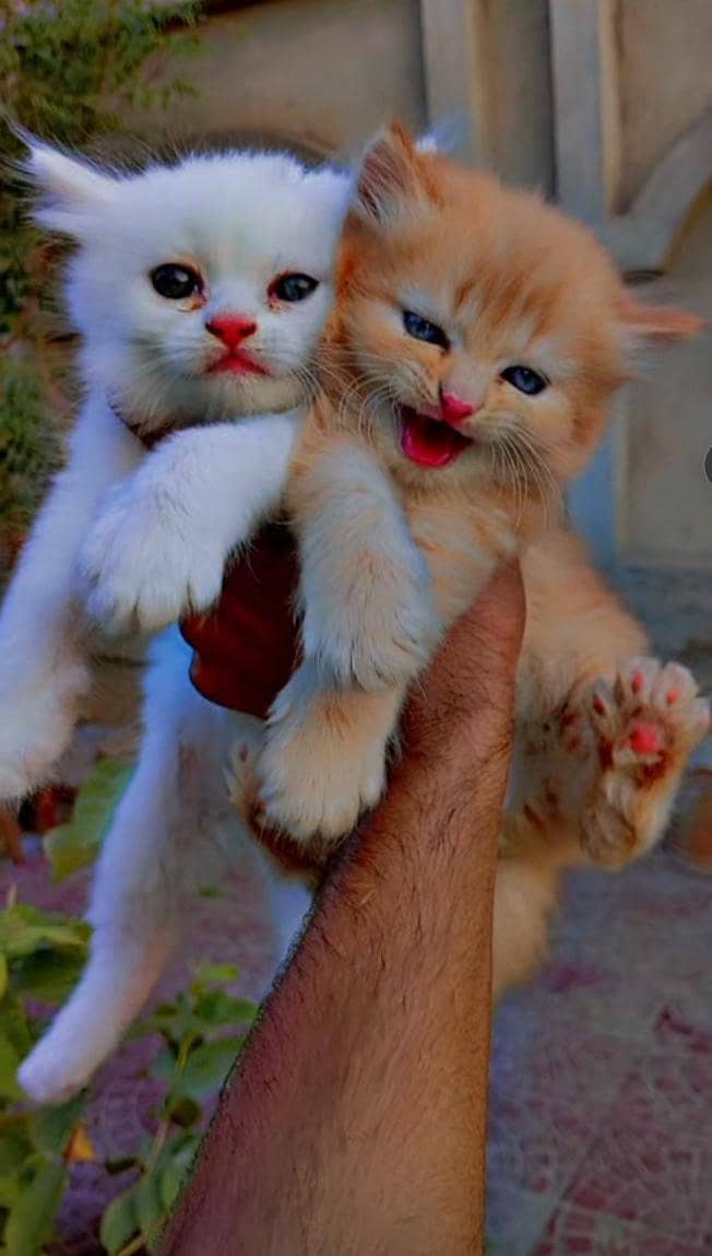 persian cat what's app number 03082226082 1