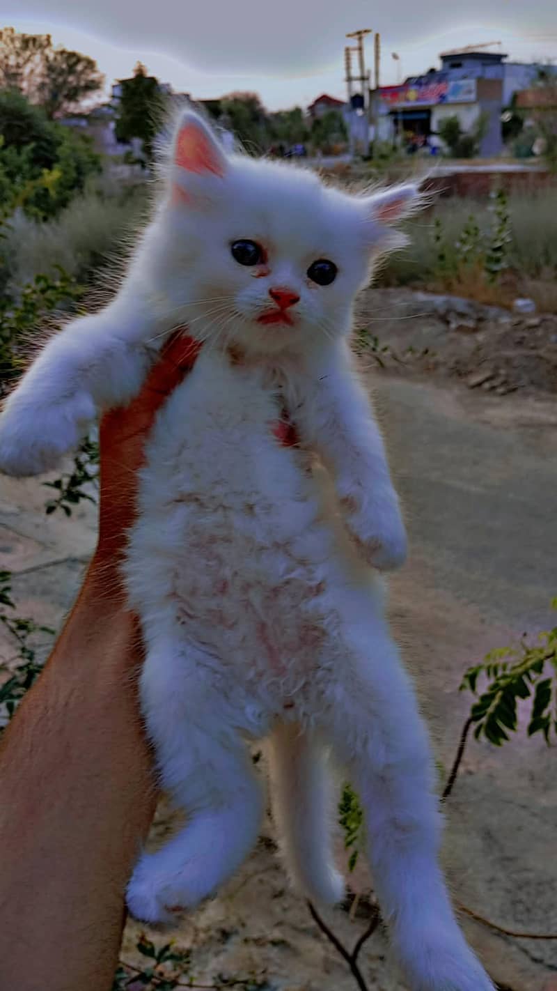 persian cat what's app number 03082226082 2