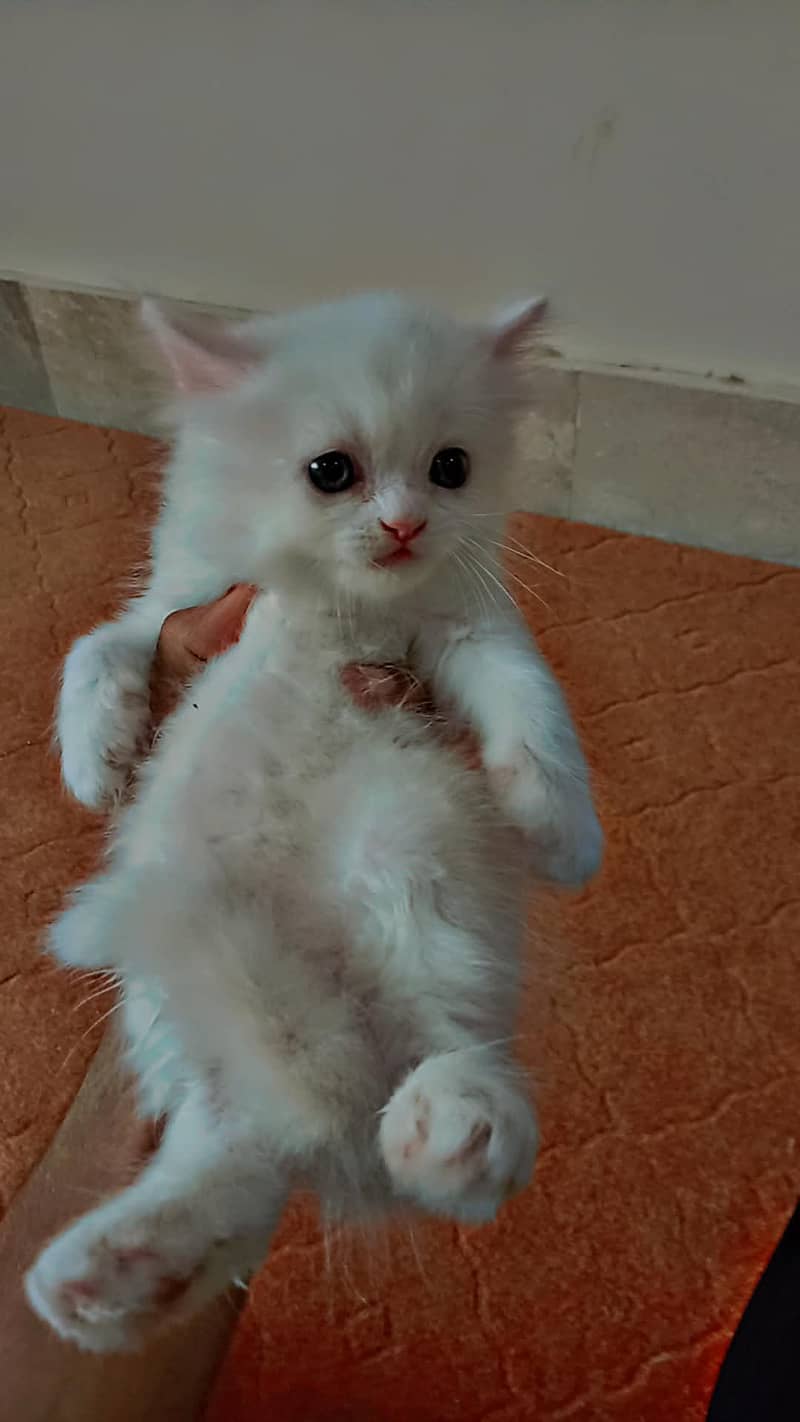 persian cat what's app number 03082226082 3