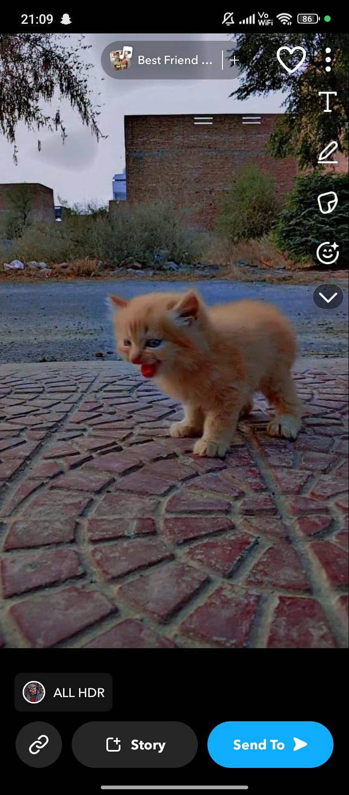 persian cat what's app number 03082226082 4