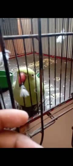 ring neck female breeder. 03158406877