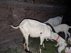 rajanpuri goats