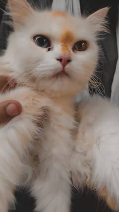 Persian Cat And Kitten