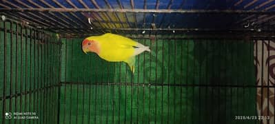 beautiful male LUTINO LOVE BIRD