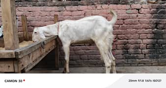 Bakra