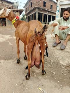 LAL NAGERI CROSS BAKERI OR IS KAY SAITH BACHA BAKERA HA