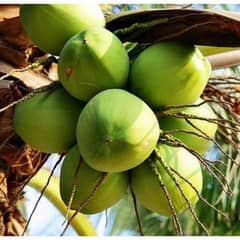 Fresh watery Coconuts are available for sale
