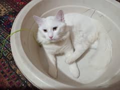 pursuing cat White colour