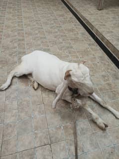 gulabi goat