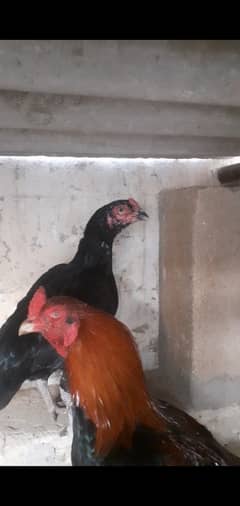 12 to 13 months age best breeder mail this male make white breads.