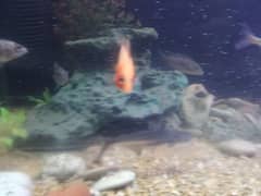 Blue Line Shark and Chiclids