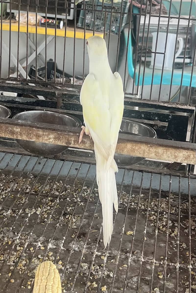 Creamino neck young  2 0