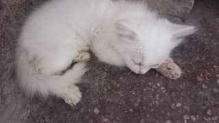4 male kitten 2 female kitten