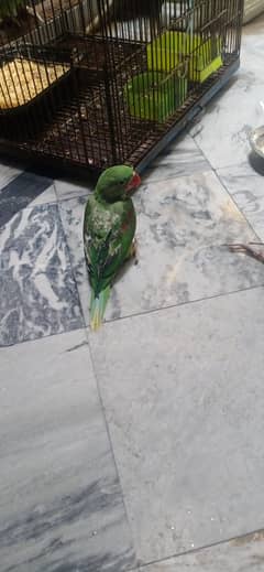 Kashmir I raw parrot