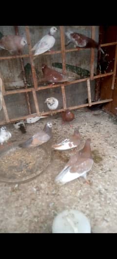 Jall band h arjand sell