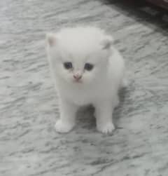 One female cat one male cat full breader 3 baby