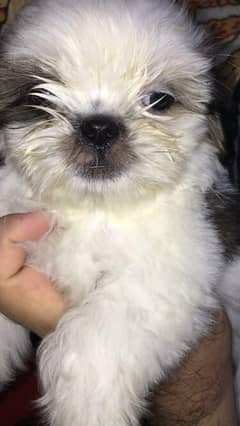 shih tzu puppies available
