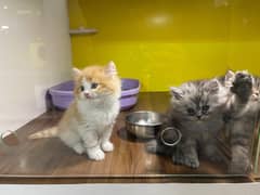 Siberian Persian Triple Coated kittens