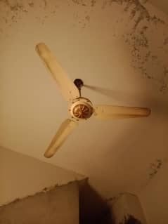 Celling Fan