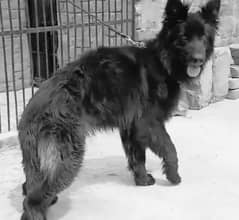 Long Hair Black Shepherd Female